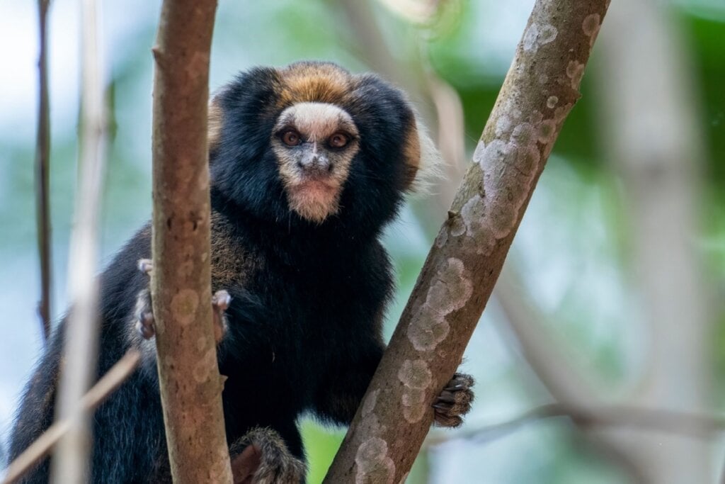 Sagui-da-serra-escuro em cima de um galho de árvore