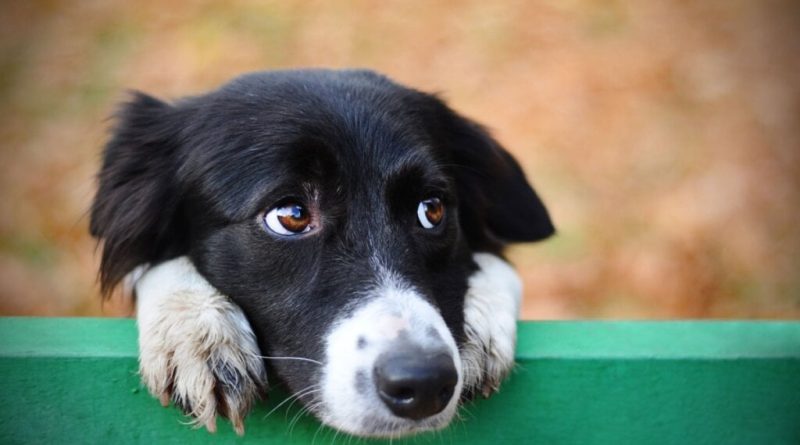 Veja como identificar se o seu cachorro está feliz ou triste