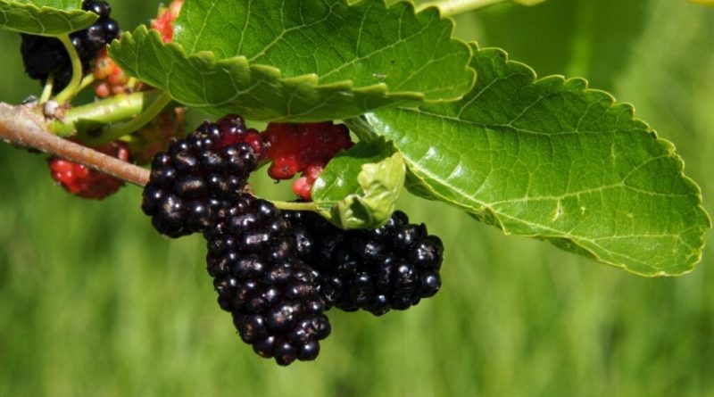 6 plantas benéficas para a saúde da mulher na menopausa