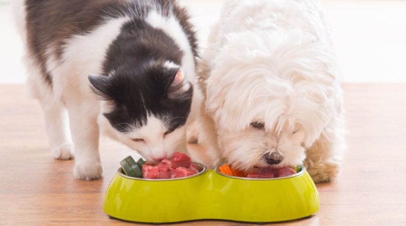 Veja os benefícios da ração e da alimentação natural para pets