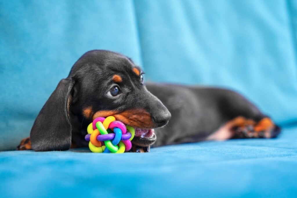 Cachorro deitado brincando com uma bolinha 