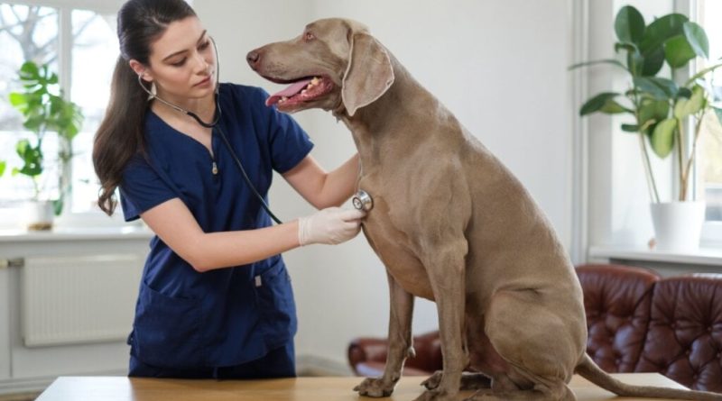 4 características do cachorro da raça weimaraner 