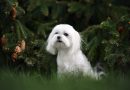 7 diferenças entre as raças coton de tulear e maltês 