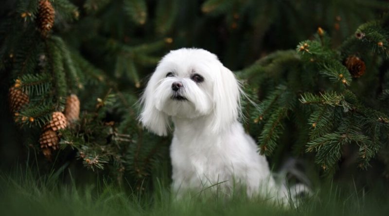 7 diferenças entre as raças coton de tulear e maltês 