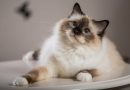 8 diferenças entre as raças de gato birmanês e ragdoll 