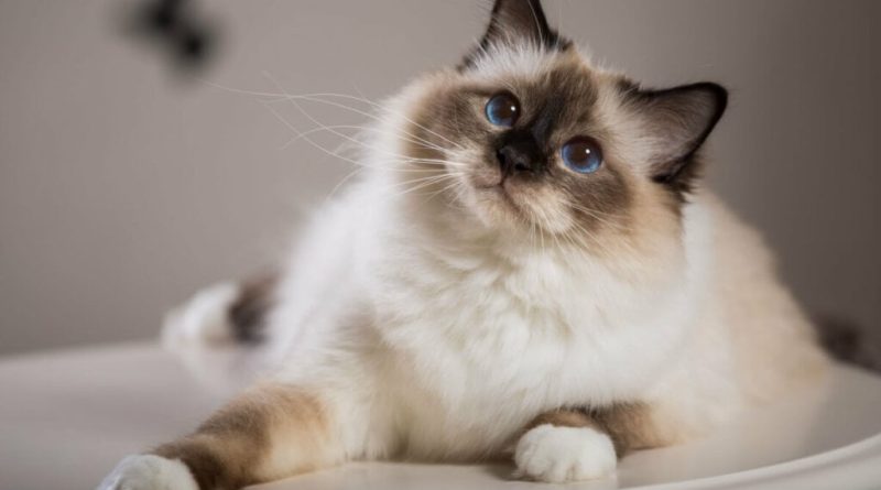 8 diferenças entre as raças de gato birmanês e ragdoll 