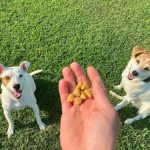 5 dicas para controlar o peso dos animais de estimação