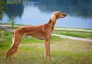 4 características do cachorro da raça saluki 