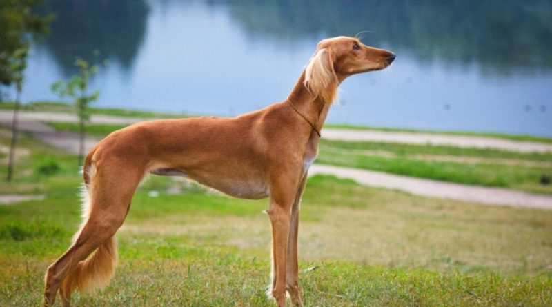 4 características do cachorro da raça saluki 