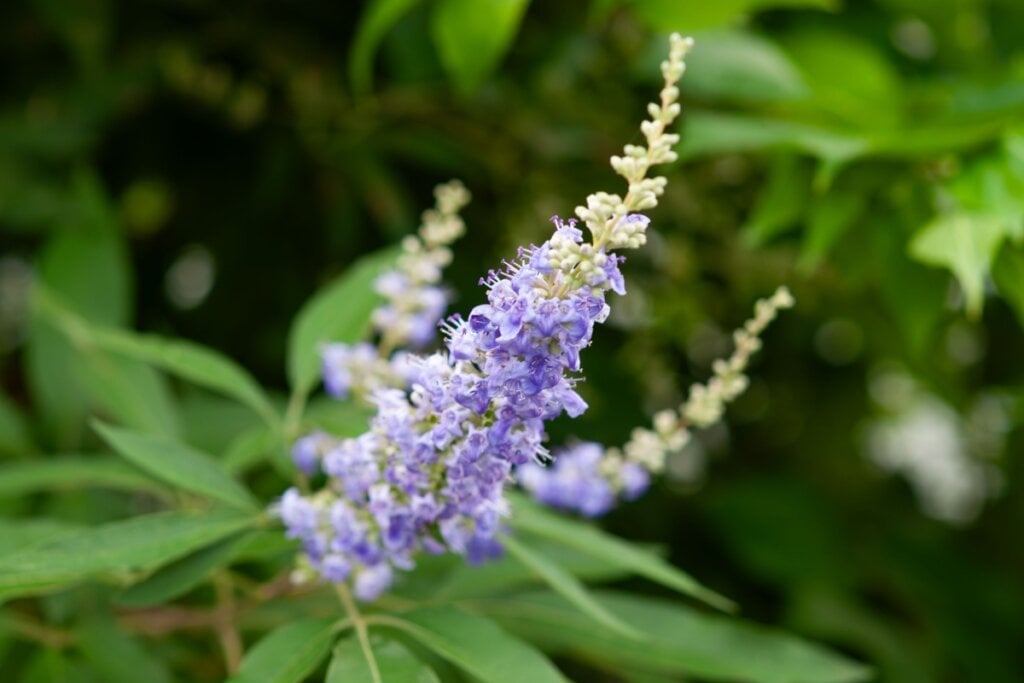 Imagem da flor de vitex no pé 