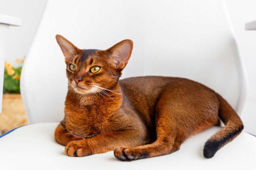 7 raças de gato ideais para quem tem cachorro 33 Gato abissínio com pelagem marrom deitado em um fundo branco