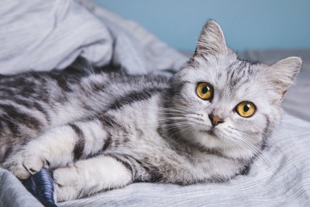7 raças de gato ideais para quem tem cachorro 36 Gato amerian-shorthair com pelagem cinza com listras pretas deitado