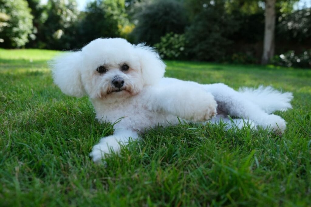 7 raças de cachorro ideais para idosos 34 Cachorro da raça bichon frisé com o pelo branco sentado na grama ao ar livre