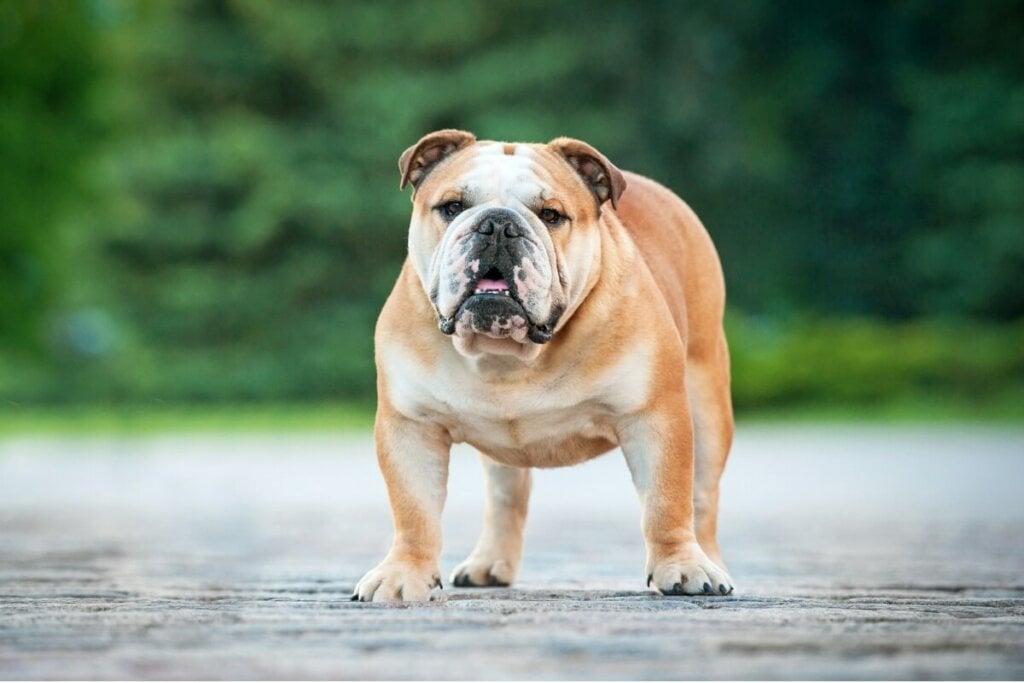 8 raças de cachorro mais dóceis 40 Cachorro da raça buldogue inglês com pelo bege, marrom e preto em calçada no parque