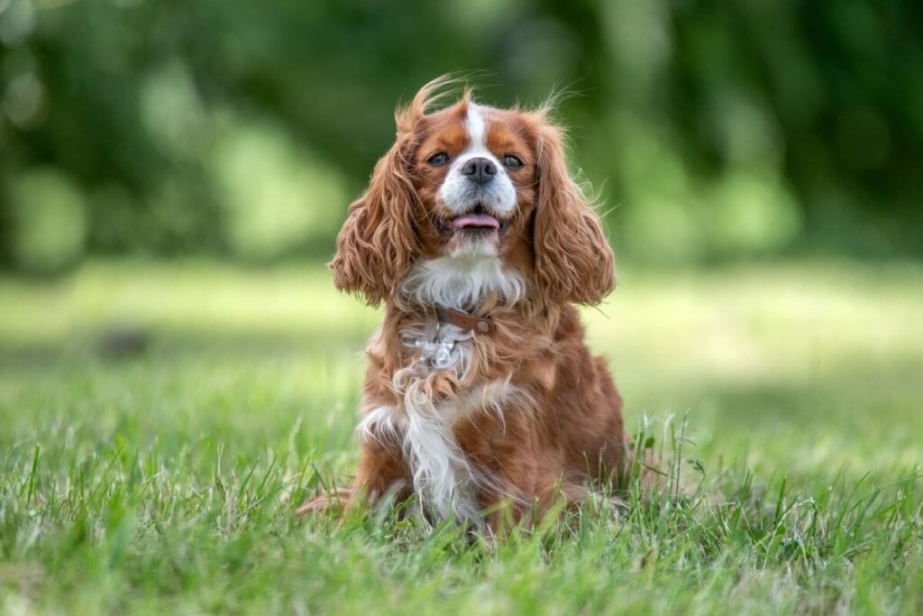7 raças de cachorro ideais para idosos 32 Cachorro da raça cavalier king charles spaniel com pelagem marrom e branca