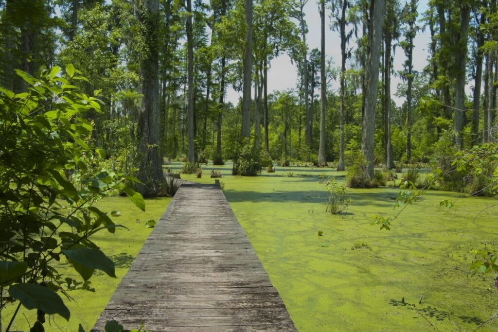 5 destinos deslumbrantes na Carolina do Sul 17 Ponte de madeira em meio ao lago coberto por plantas no meio das árvores