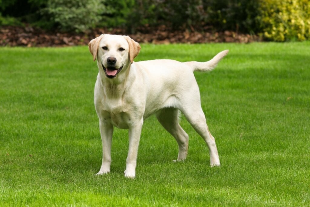 8 raças de cachorro mais dóceis 36 Cachorro da raça labrador com pelo bege claro em gramado