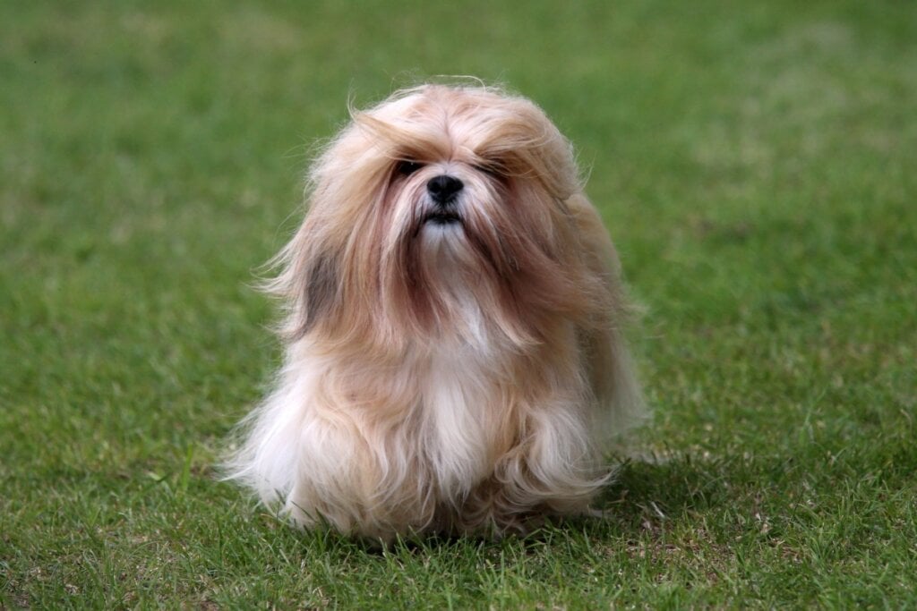 7 raças de cachorro ideais para idosos 36 Cachorro da raça lhasa apso com pelagem longa marrom e branca andando na grama ao ar livre