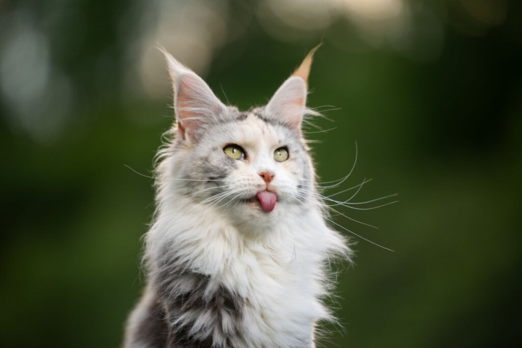 8 raças de gato extremamente dóceis 38 Maine coon branco e cinza com a língua para fora em fundo verde