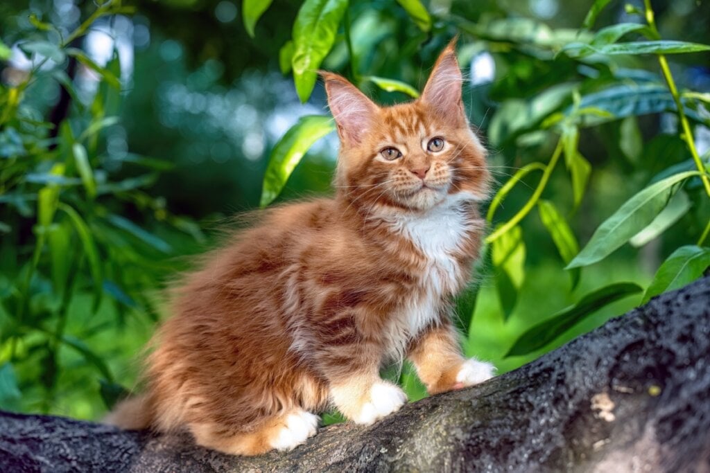 7 raças de gato ideais para quem tem cachorro 31 Filhote de gato maine coon marrom-claro com uma mancha no peito branca em cima de uma árvore