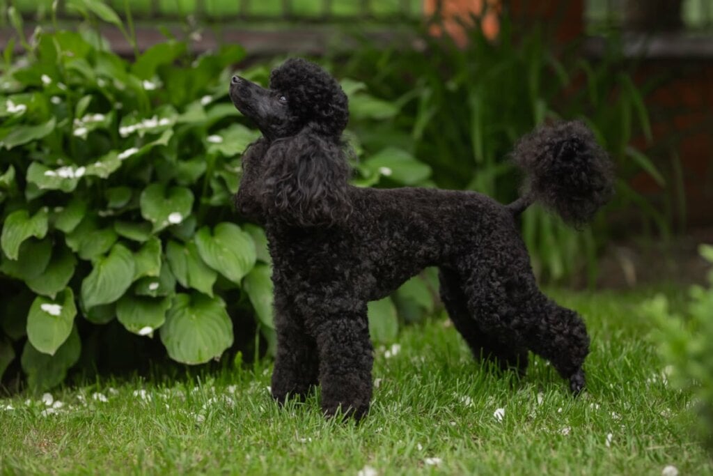 7 raças de cachorro ideais para quem tem gato 32 Cachorro da raça poodle com pelo preto de pé na grama