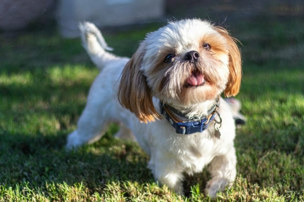8 raças de cachorro mais dóceis 39 Cachorro da raça shih tzu com pelo branco e marrom andando na grama