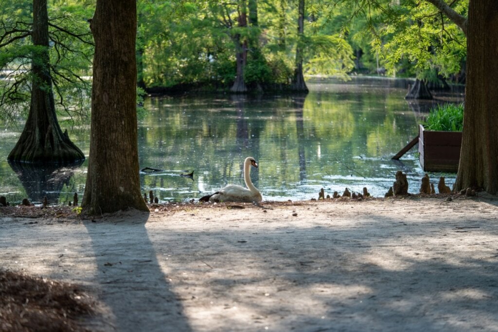 5 destinos deslumbrantes na Carolina do Sul 16 Lago no parque com árvores ao redor com cisne andando na beira da água