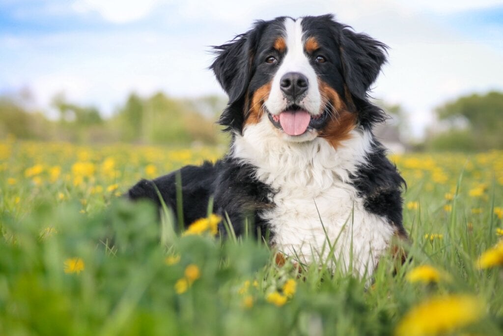 8 raças de cachorro mais dóceis 42 Cachorro da raça bernese com o pelo branco, preto e marrom deitado em gramado com flores