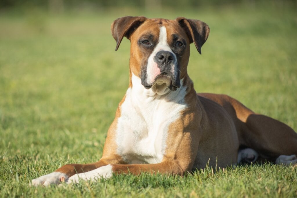 7 raças de cachorro ideais para quem tem gato 36 Cachorro com pelo marrom, branco e preto deitado na grama ao ar livre