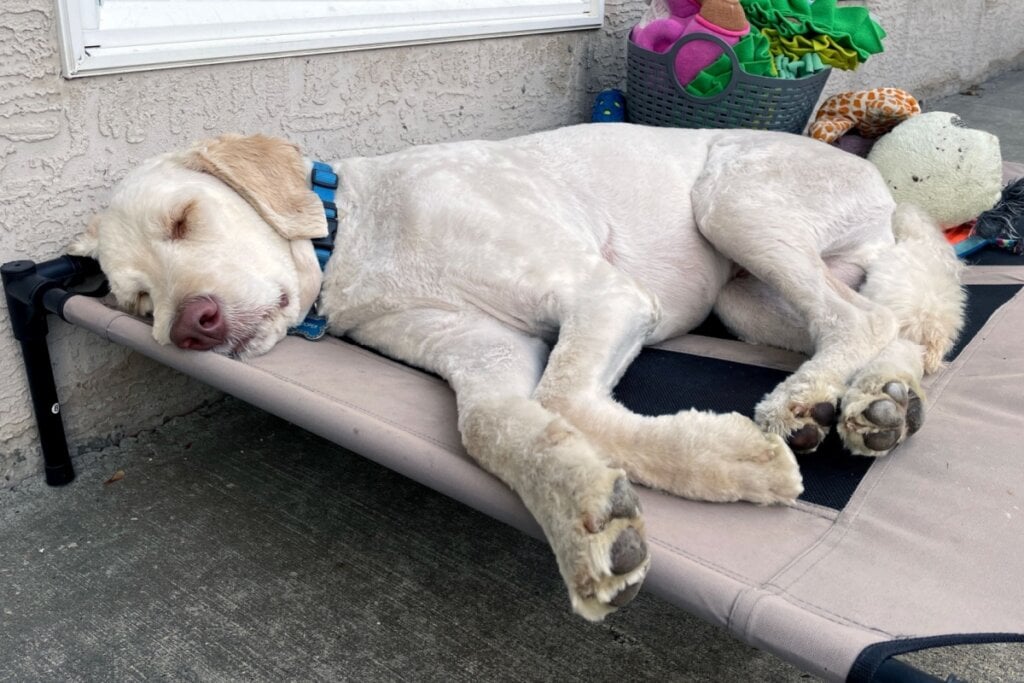 7 tipos de camas para cachorro 17 Cachorro deitado em uma cama e dormindo