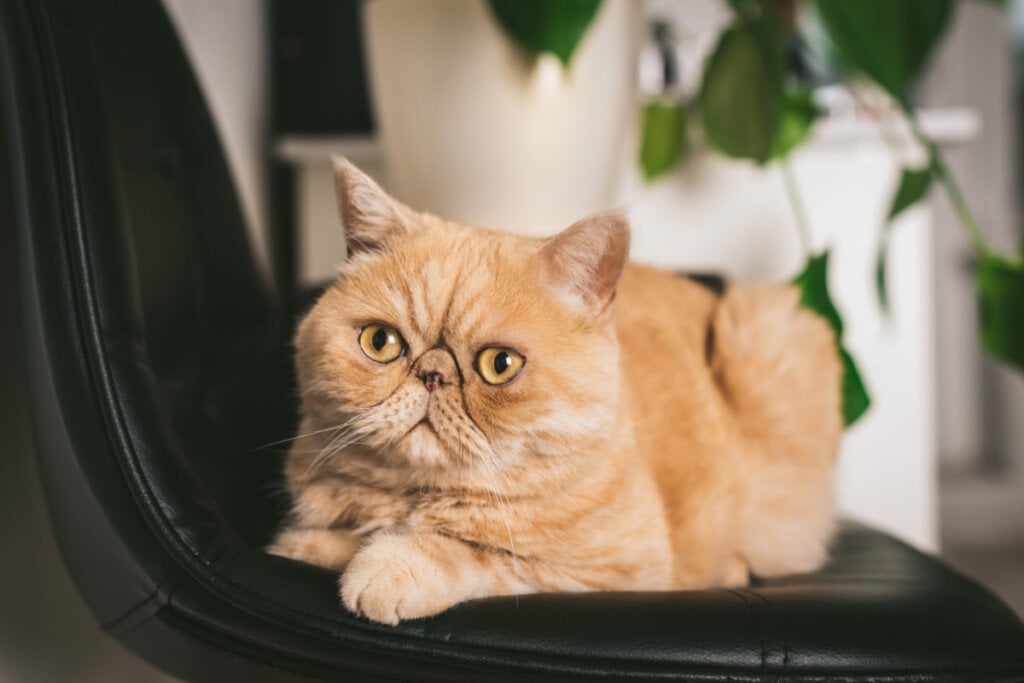8 raças de gato extremamente dóceis 42 Gato exótico laranja deitado em cadeira preta