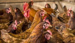 É seguro comer frango e ovos