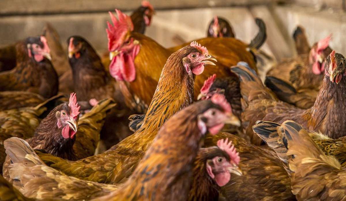 Carga de aves, É seguro comer frango e ovos