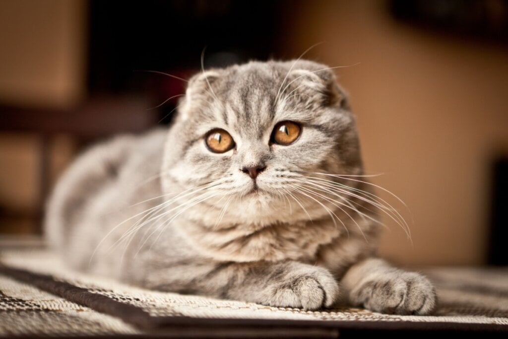 7 raças de gato ideais para quem tem cachorro 35 gato da raça scottish fold deitado em um tapete