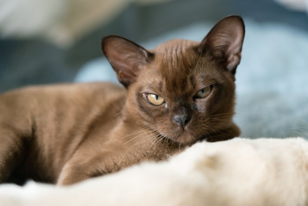 8 raças de gato extremamente dóceis 41 Gato burmês, com pelagem marrom, deitado em uma manta peluda branca