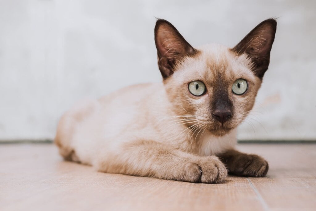 7 raças de gato ideais para quem tem cachorro 32 Gato burmês deitado e olhando para a frente