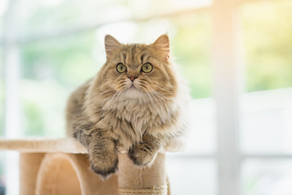 8 raças de gato extremamente dóceis 37 Gato persa deitado em cima de arranhador