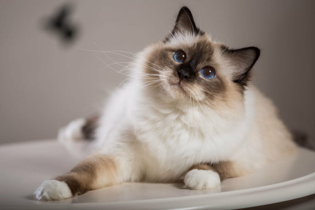 8 raças de gato extremamente dóceis 39 Gato da raça birmanês olhando para cima