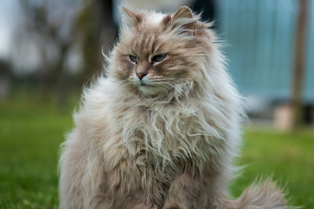 7 raças de gato ideais para quem tem cachorro 34 Gato siberiano sentado ao ar livre