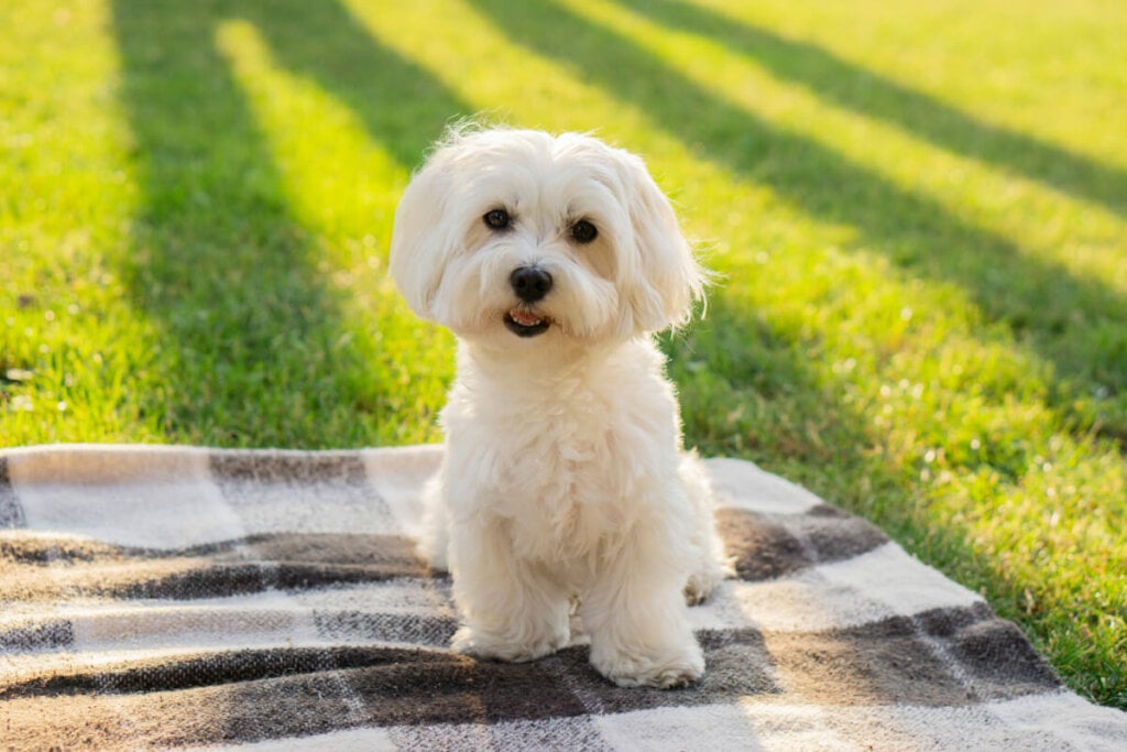 7 raças de cachorro ideais para idosos 33 Cachorro da raça maltês sentado em coberta xadrez na grama ao ar livre