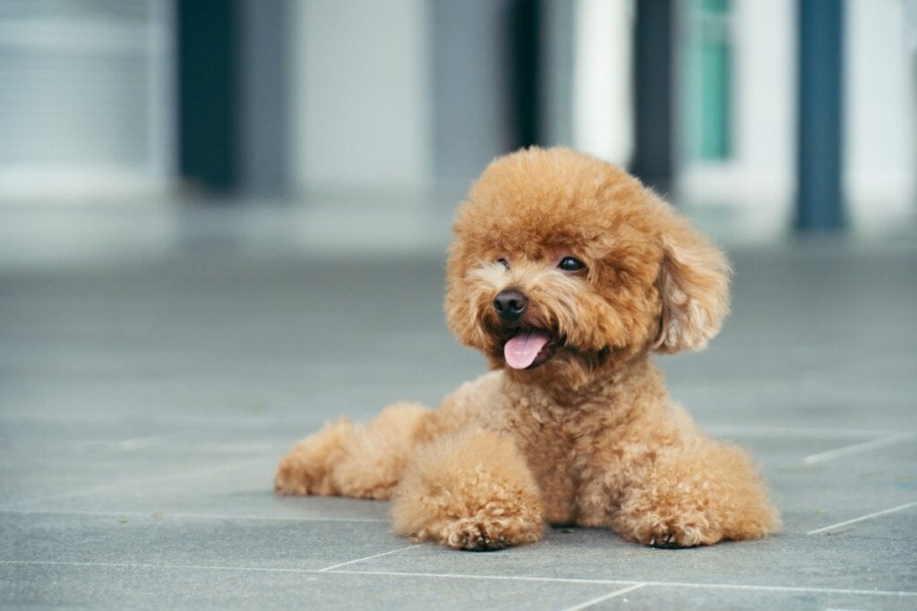 7 raças de cachorro ideais para idosos 35 Cachorro da raça poodle toy com o pelo marrom deitado em chão de pedra ao ar livre