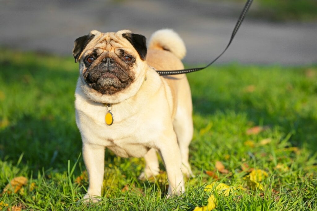 8 raças de cachorro mais dóceis 38 Cachorro da raça pug com o pelo bege e focinho preto em gramado ao ar livre