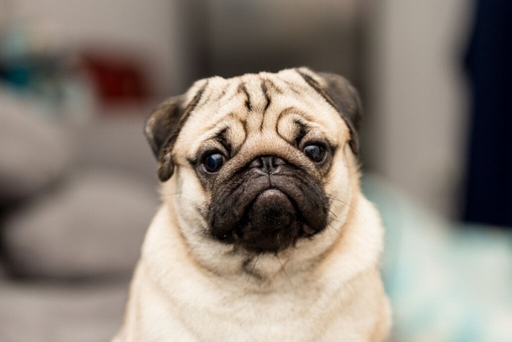 7 raças de cachorro ideais para idosos 31 Cachorro da raça pug com pelagem bege e preta olhando para a câmera