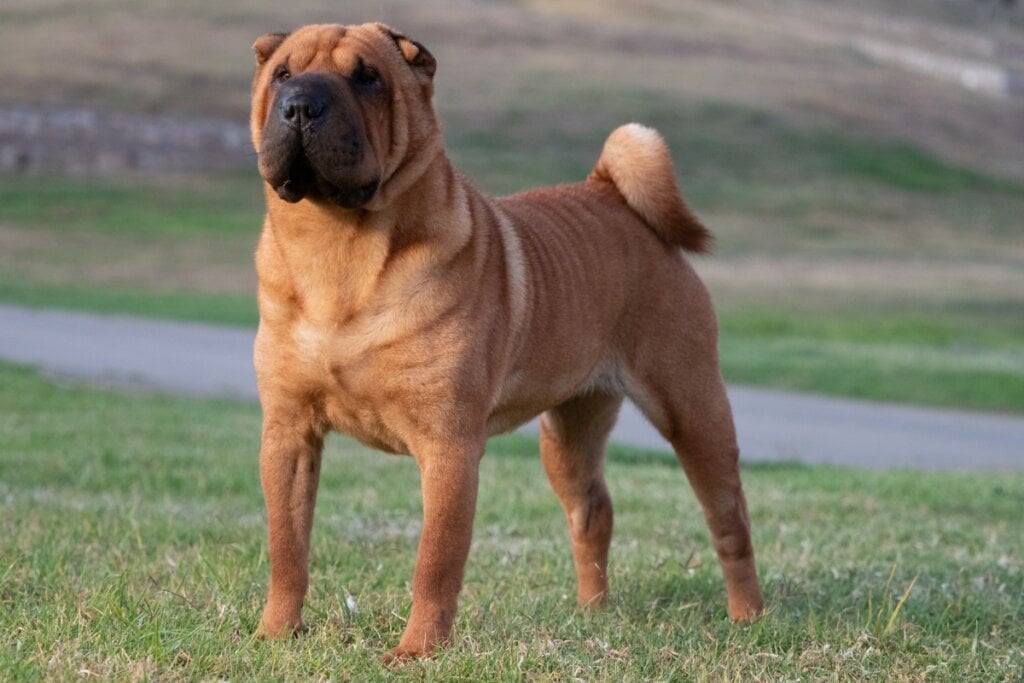7 raças de cachorro mais independentes 33 Cachorro da raça shar pei em pé na grama
