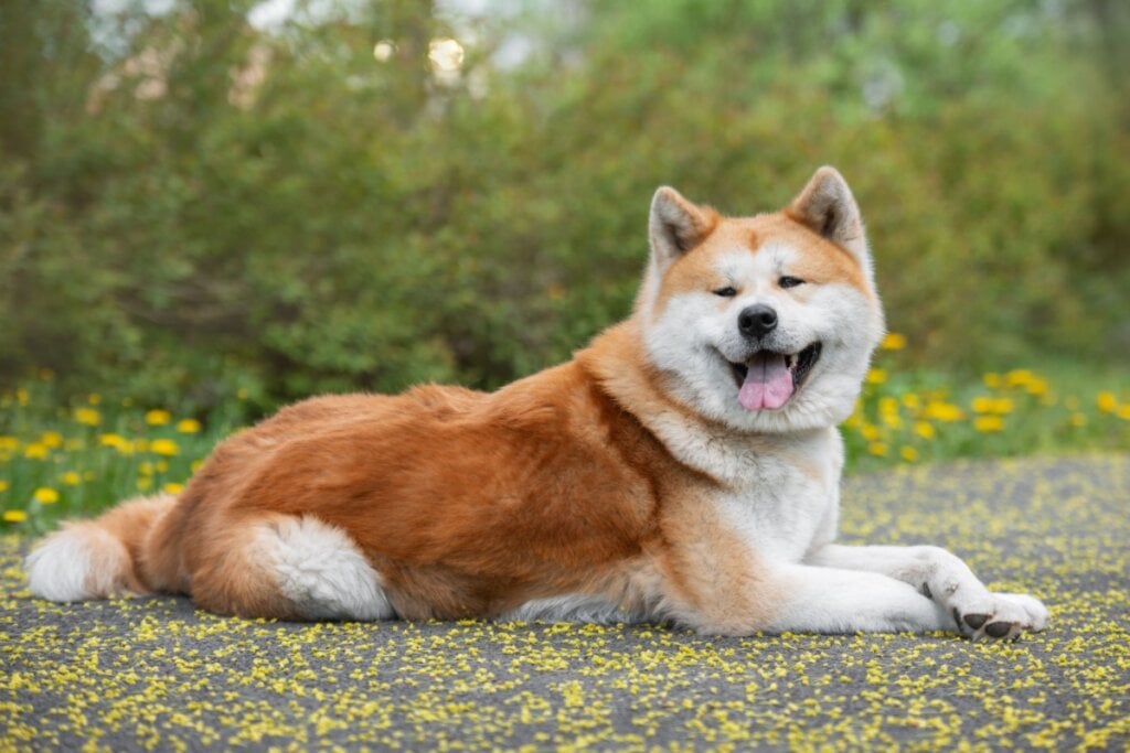 7 raças de cachorro mais independentes 36 Ilustração de um cachorro da raça akita-inu de pelagem branca e amarronzada deitado em um chão repleto de folhas
