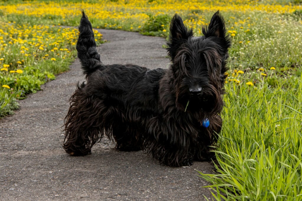 7 raças de cachorro mais independentes 35 Ilustração de um terrier escocês preto em pé ao lado de um gramado