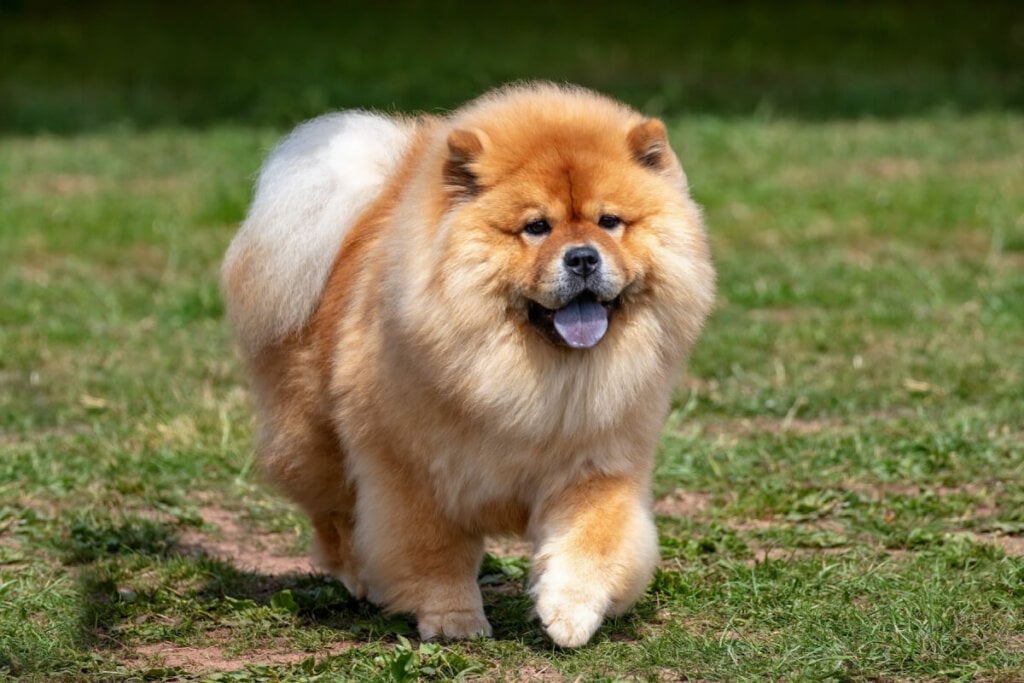7 raças de cachorro mais independentes 32 Chow chow caminhando na grama