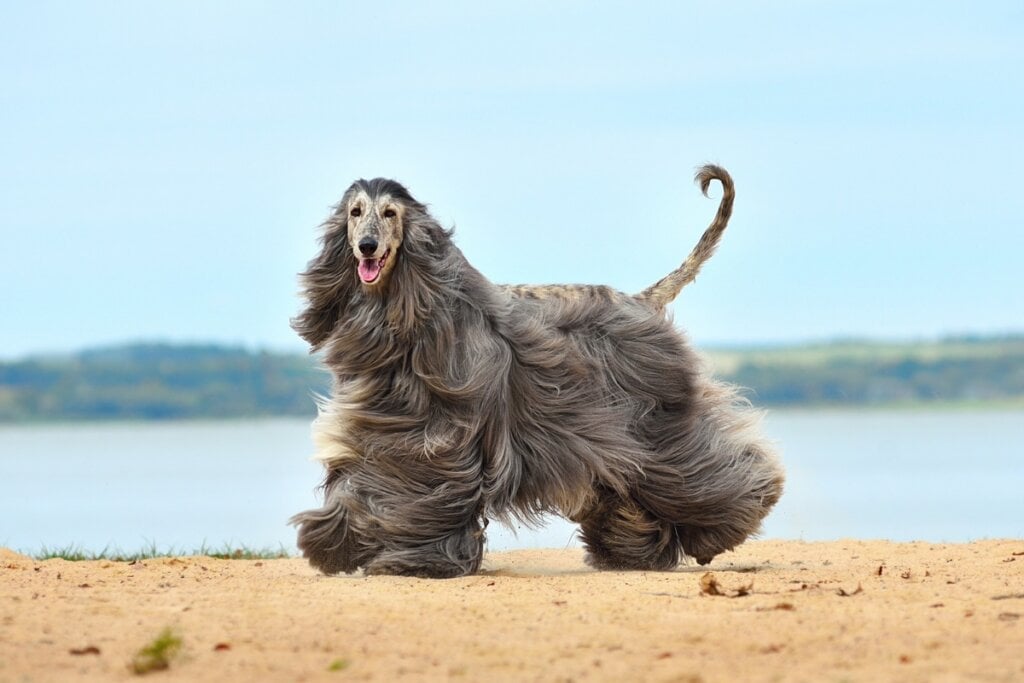 7 raças de cachorro mais independentes 34 Cachorro da raça galgo afegão com pelagem grande e lisa correndo na areia de uma praia