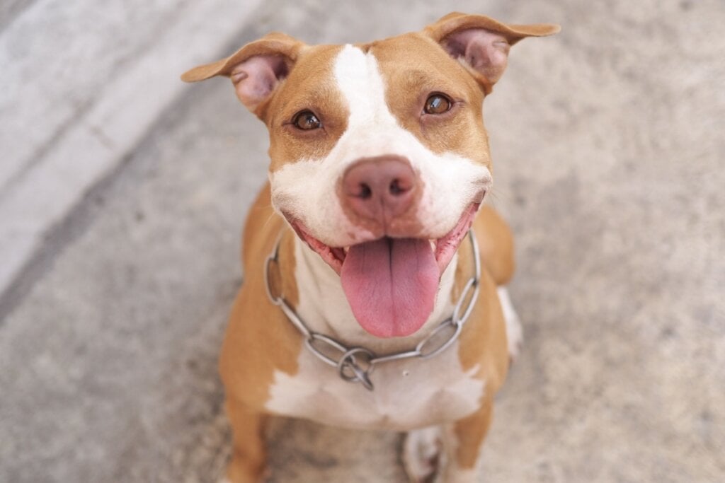 Cachorro com o pelo marrom claro e branco, sentado em calçada de pedra com a língua para fora